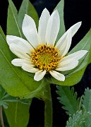 Wyethia helianthoides - white Mule's Ears